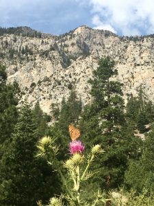 Thistle plant with butterfly on top