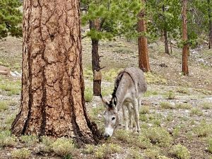 pregnant burro grazes next to ponderosa pine