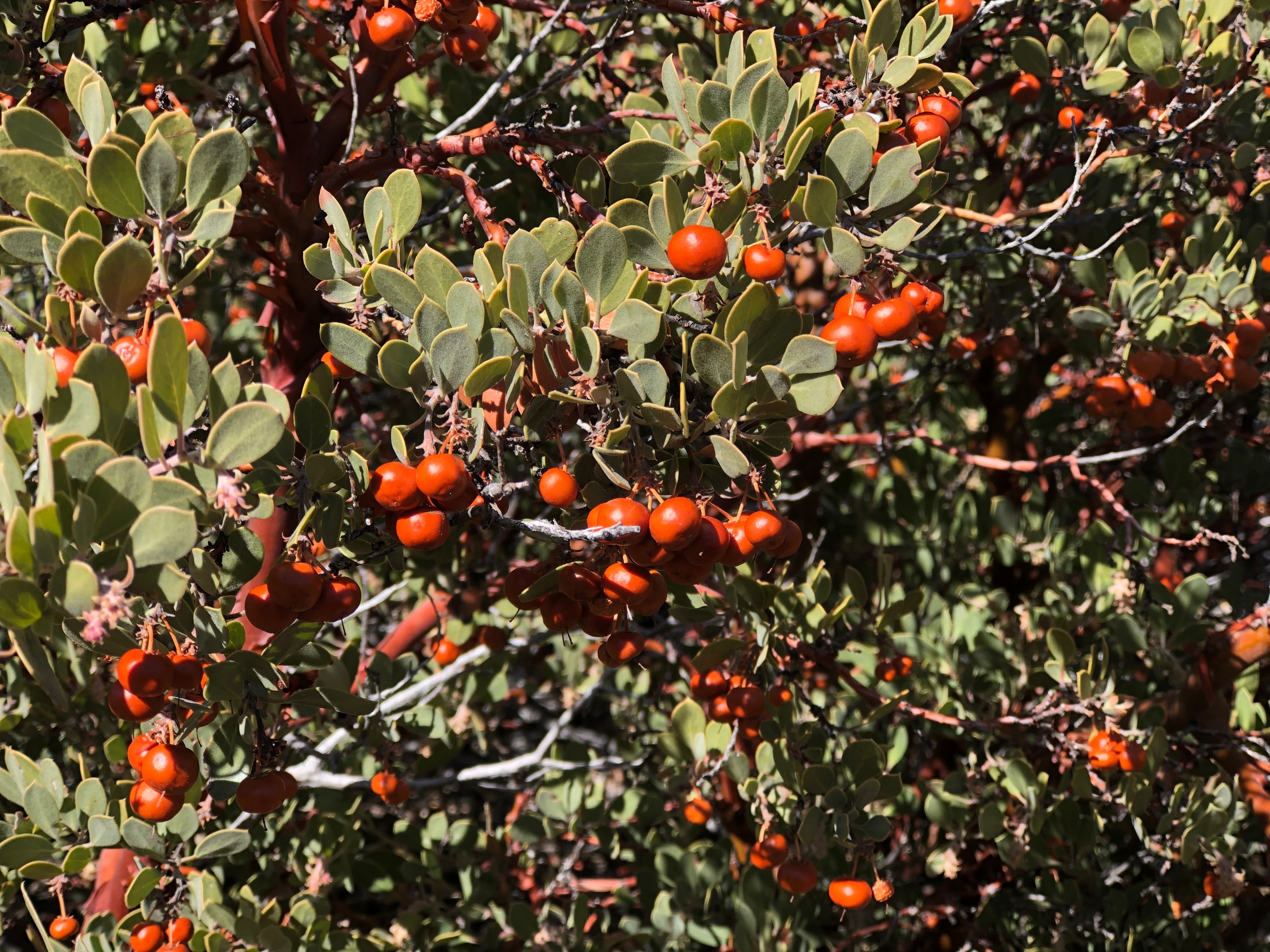 manzanita-close-up-berries-many