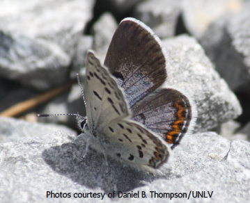 mcbb Mt Charleston blue butterfly sitting on rock.