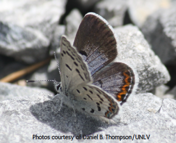 Mt Charleston blue butterfly sitting on rock.