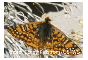 A Morand's checkerspot, a orange butterfly with black spots, sitting on a plant.