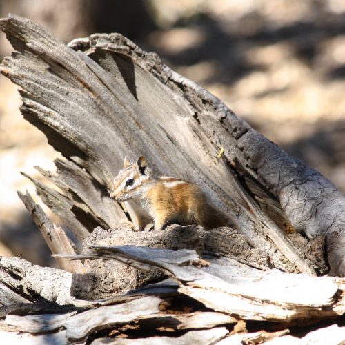 Palmer's chipmunk sitting on dead log.